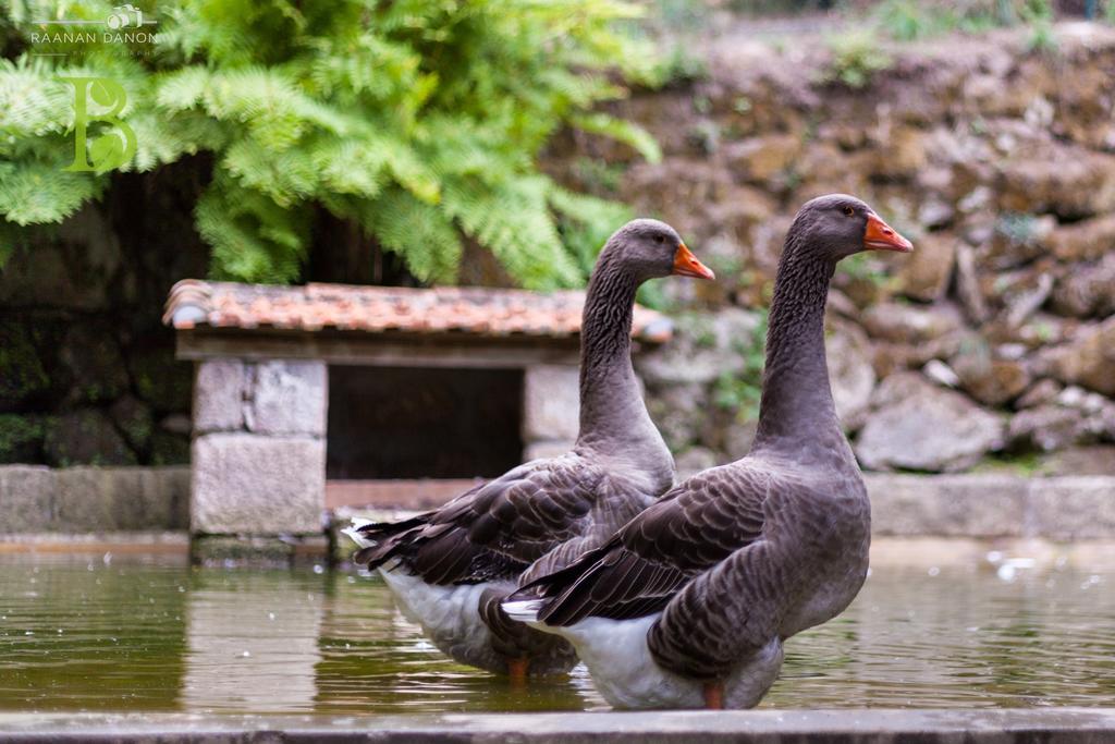 Quinta Da Bouca - Agroturismo Pacos de Gaiolo Стая снимка